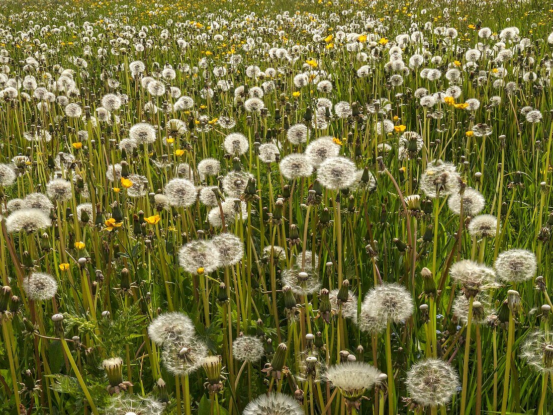 Field of dandelions (Taraxacum officinale)
