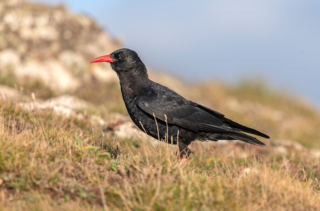 Alpine chough