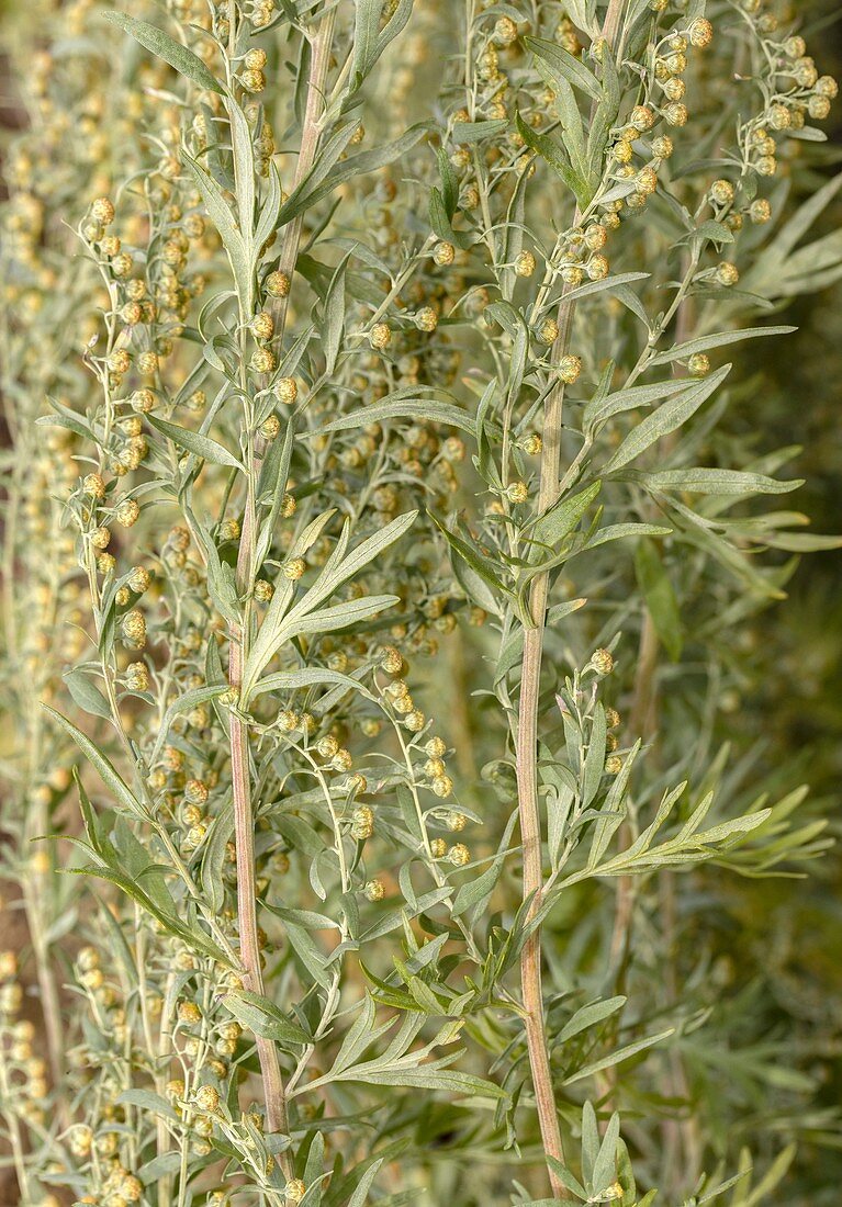 Common wormwood (Artemisia absinthium)