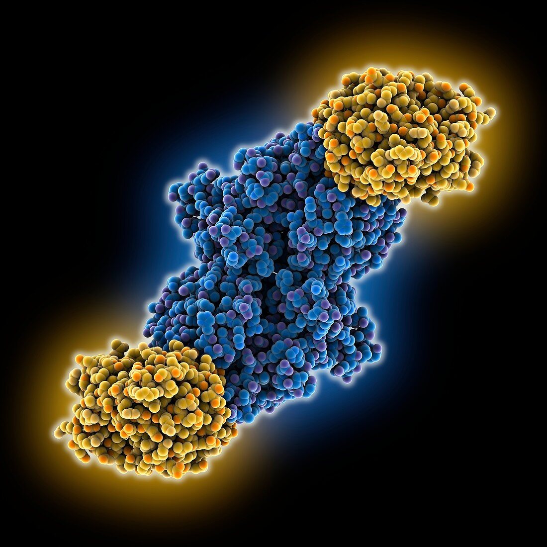 Tryptophan synthase, molecular model