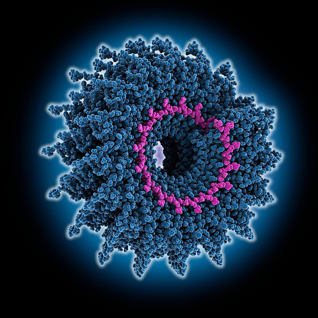 Cucumber green mottle mosaic virus capsid, molecular model