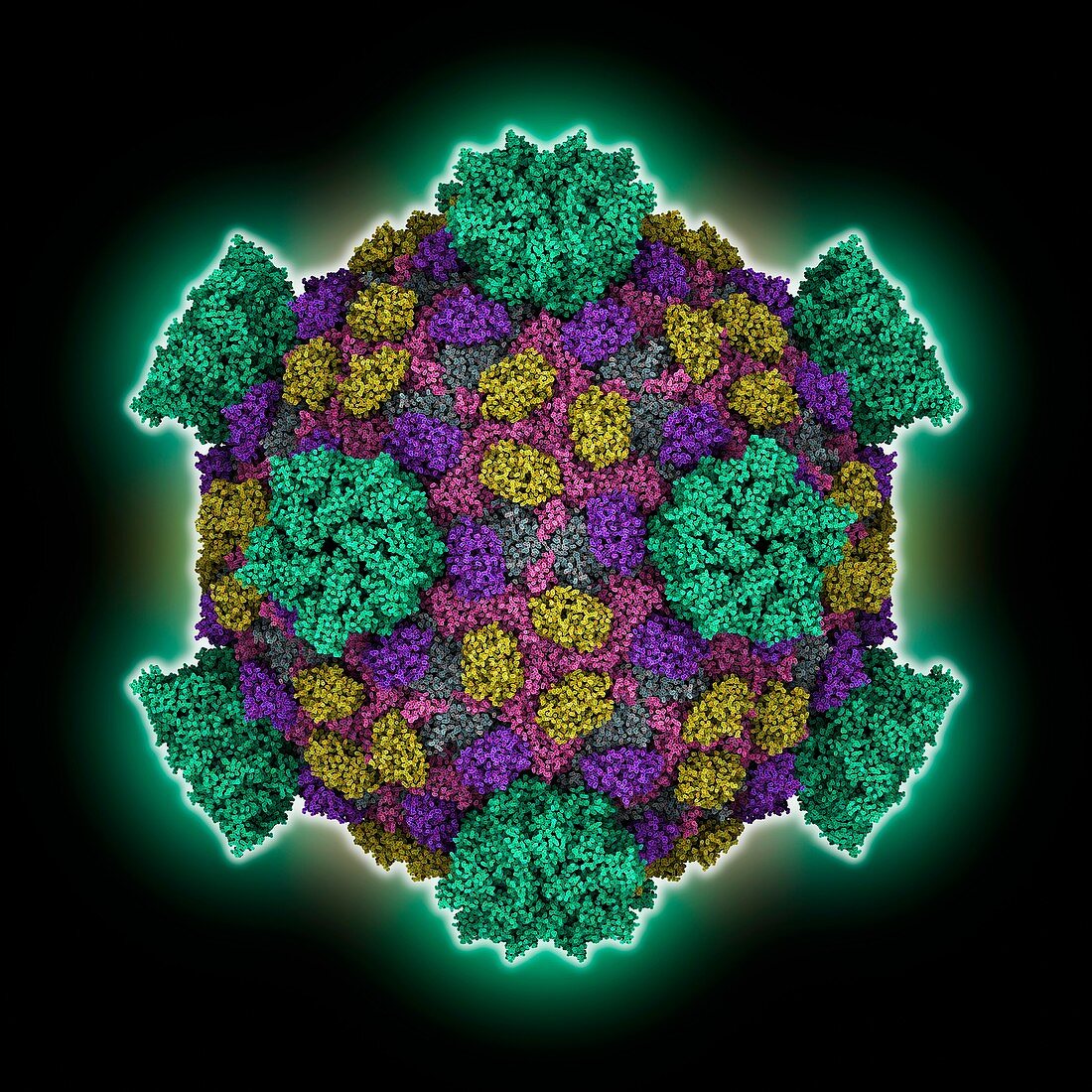 Reovirus capsid, molecular model