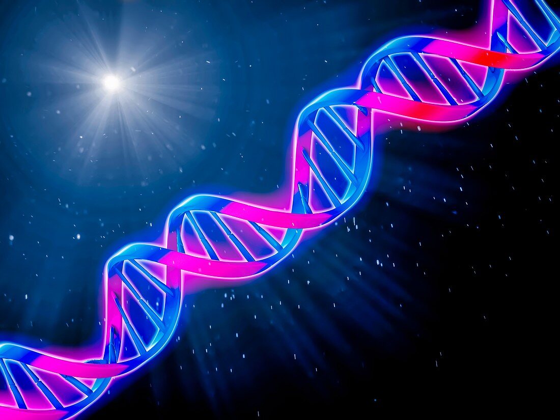 DNA (deoxyribonucleic acid), molecular model