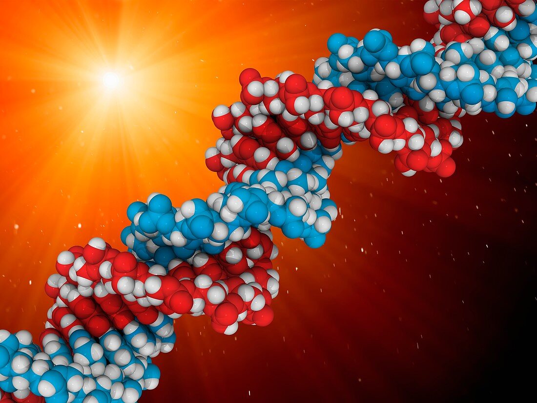 DNA (deoxyribonucleic acid), molecular model