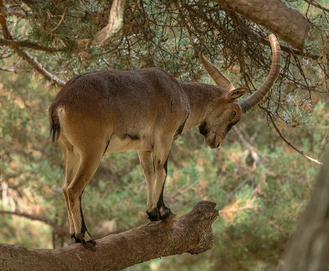Pyrenean ibex