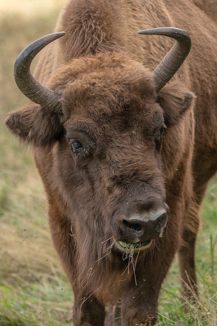 Female European bison