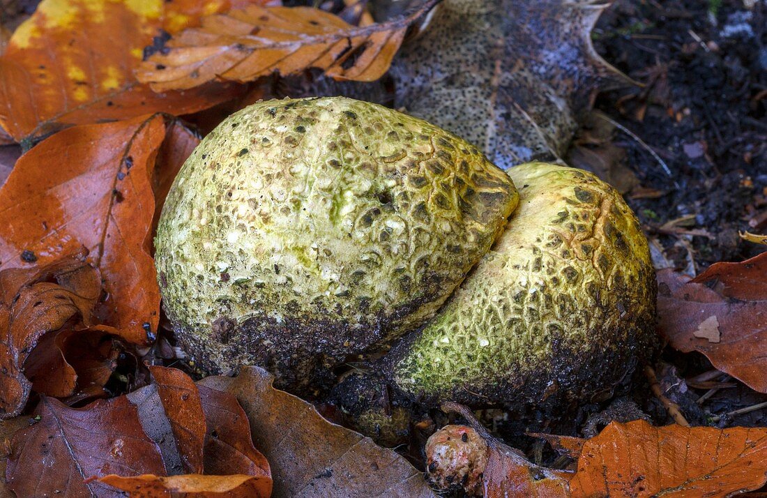 Common earthball fungi