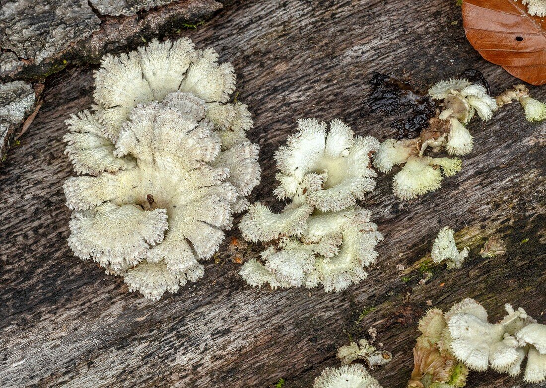 Splitgill mushrooms