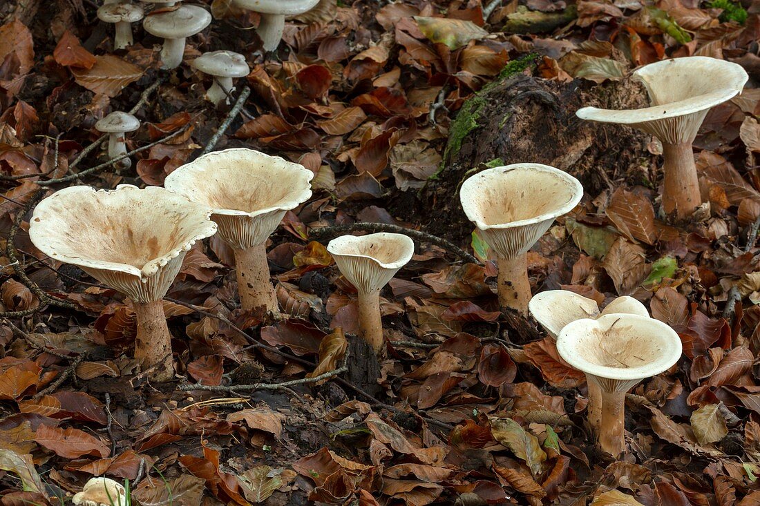 Trooping funnel fungi
