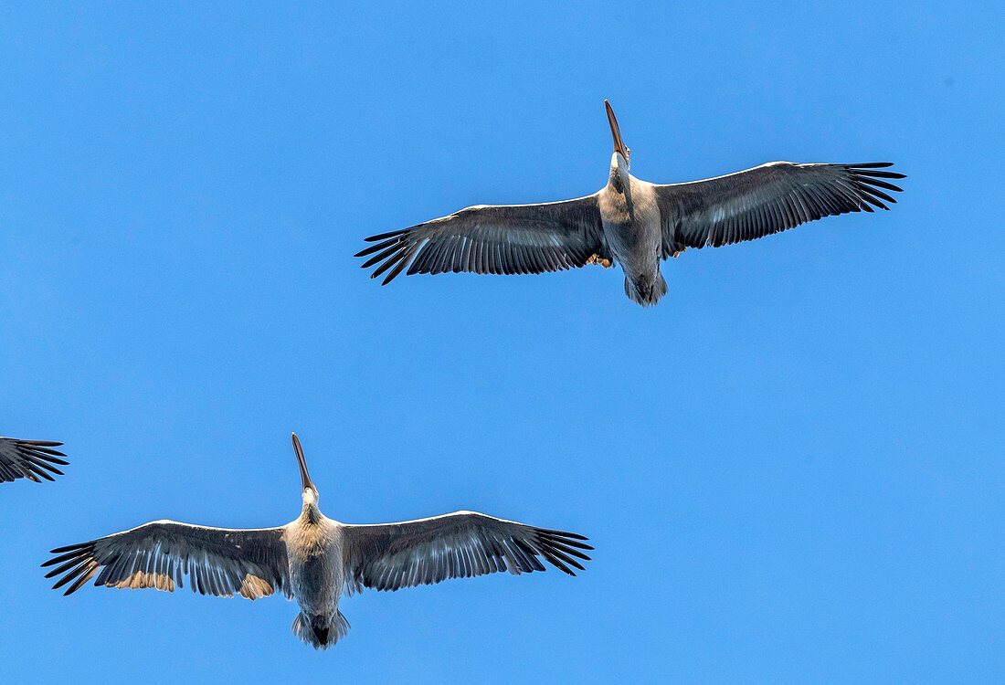 Dalmatian pelicans in flight