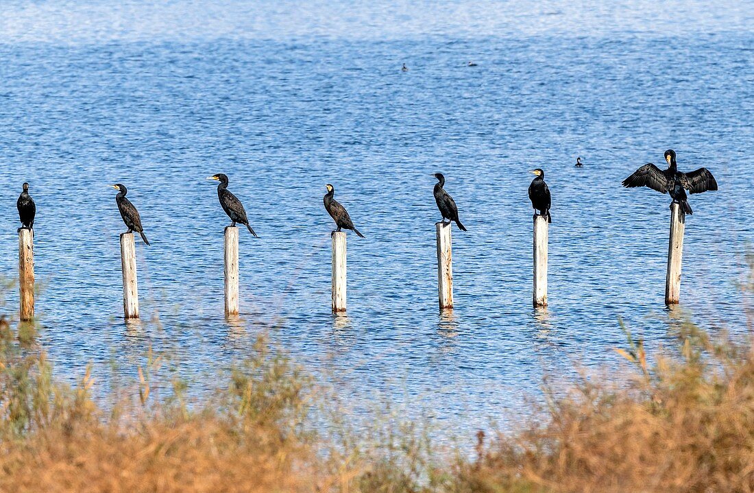 Common cormorants