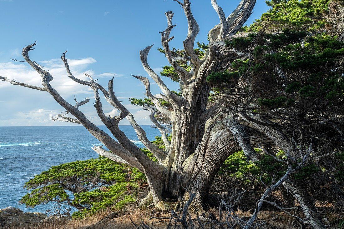 Monterey cypress (Hesperocyparis macrocarpa) trees