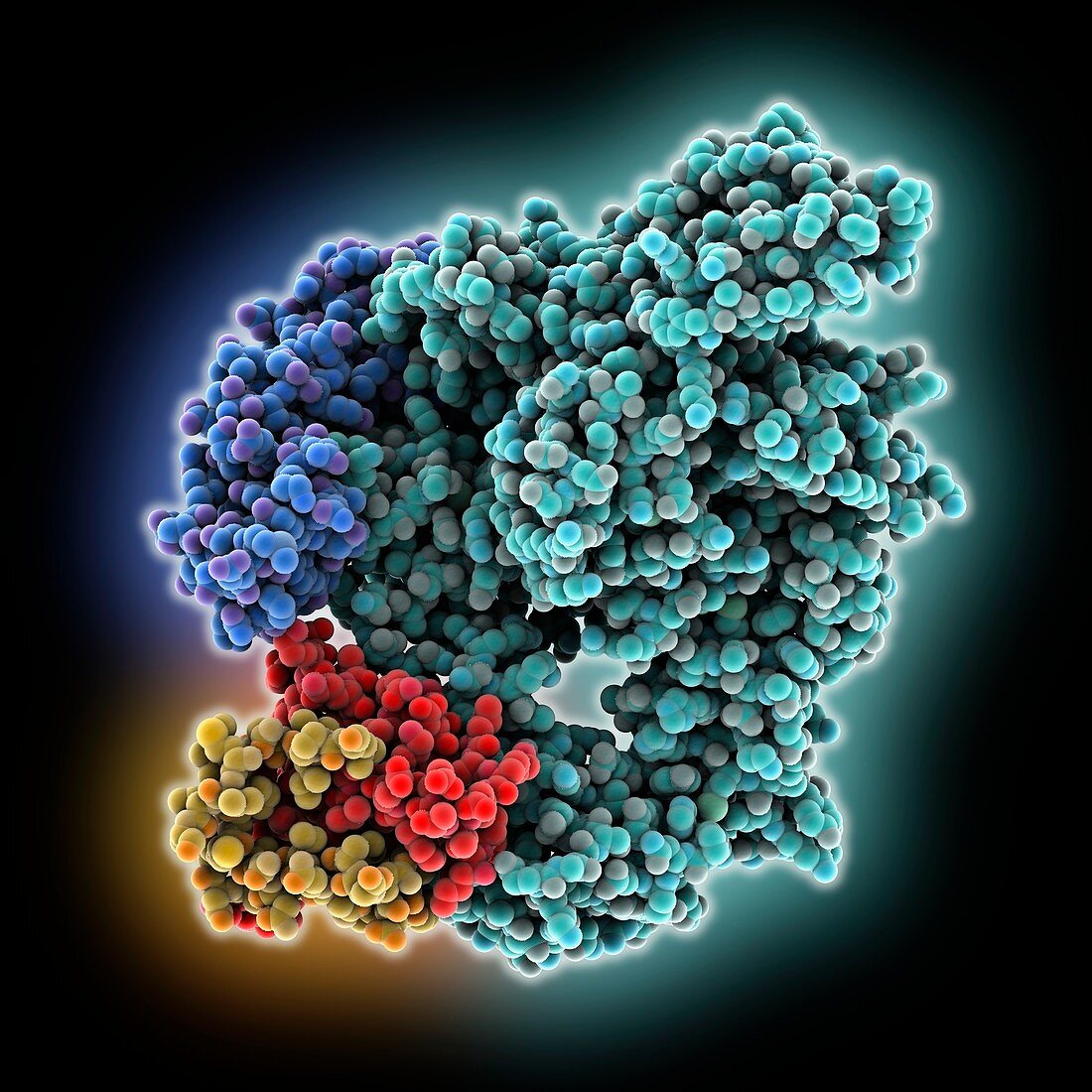 SARS-CoV-2 RNA polymerase complex, molecular model