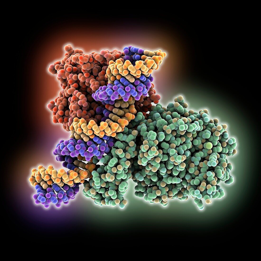 Deaminase complexed with dsRNA, molecular model