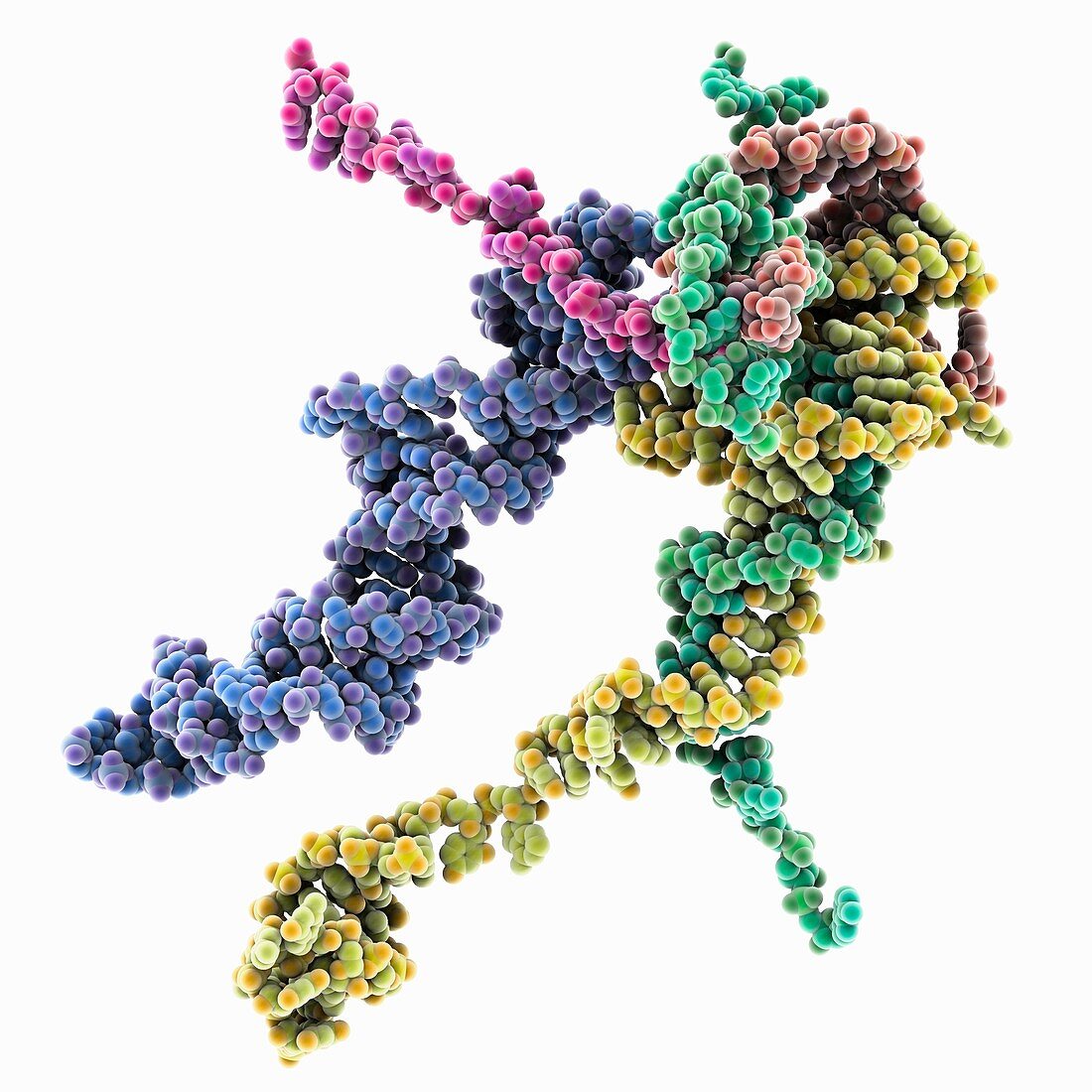 Human spliceosome, nucleic acids only, molecular model