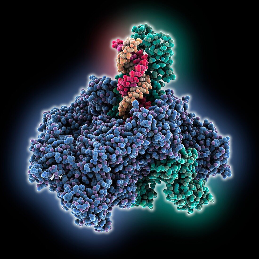 SARS-CoV-2 replication and transcription, molecular model