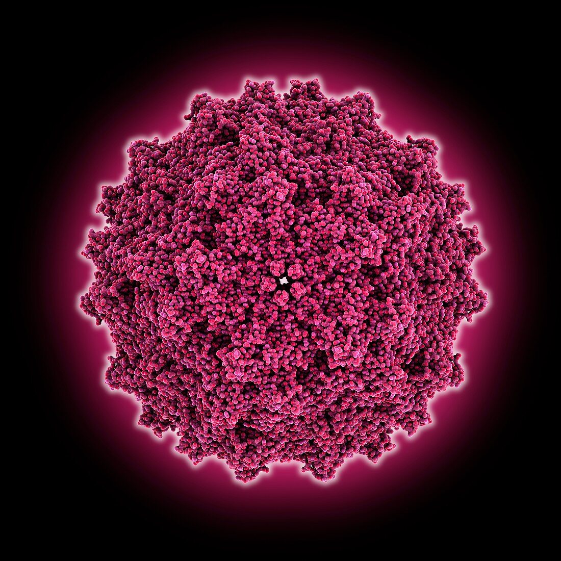 Adeno-associated virus serotype 5, molecular model