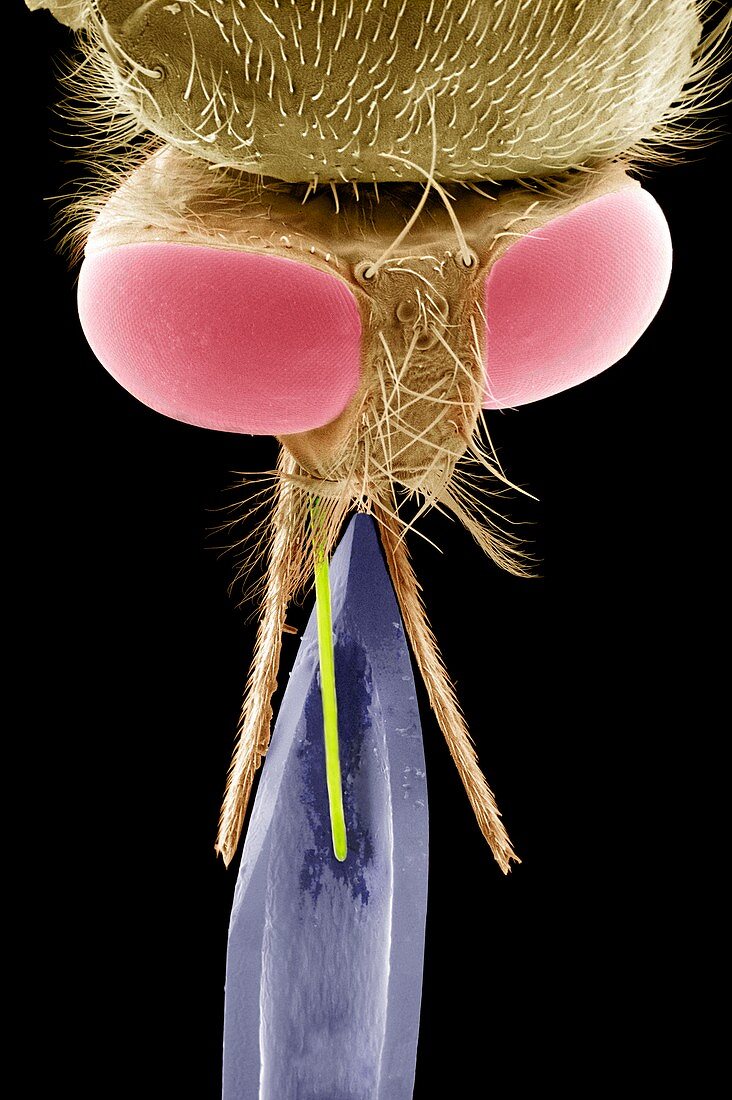Proboscis of tsetse fly and needle, SEM