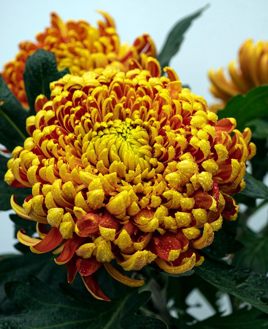Incurve Chrysanthemum sp. flowers