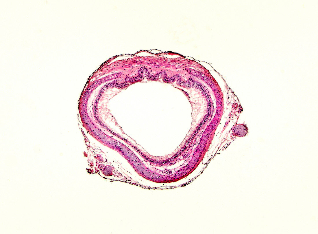 Trachea of dog, light micrograph