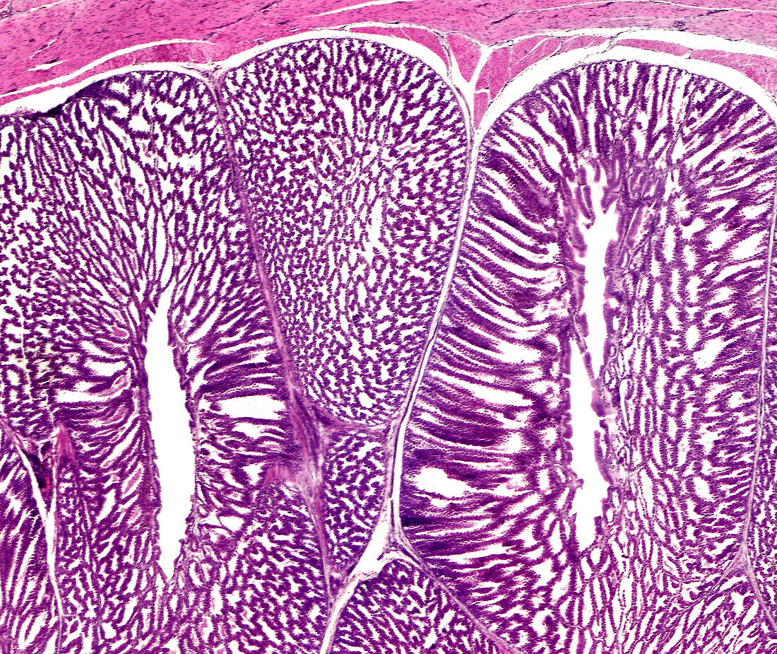 Glandular stomach of a chicken, light micrograph