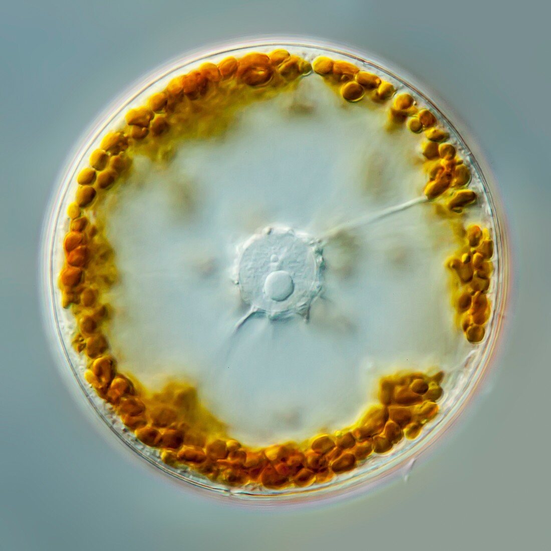 Coscinodiscus sp. diatom, LM