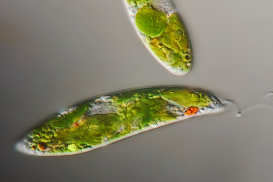 Euglena gracilis protozoan algae, light micrograph