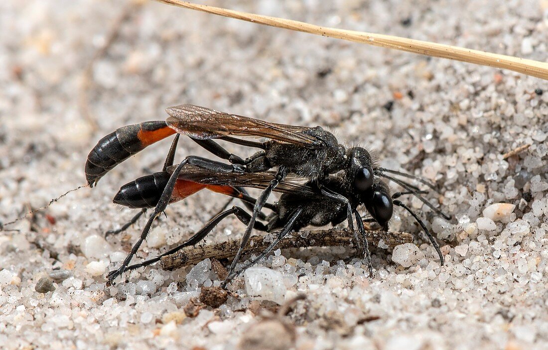 Mating pair of heath sand wasps