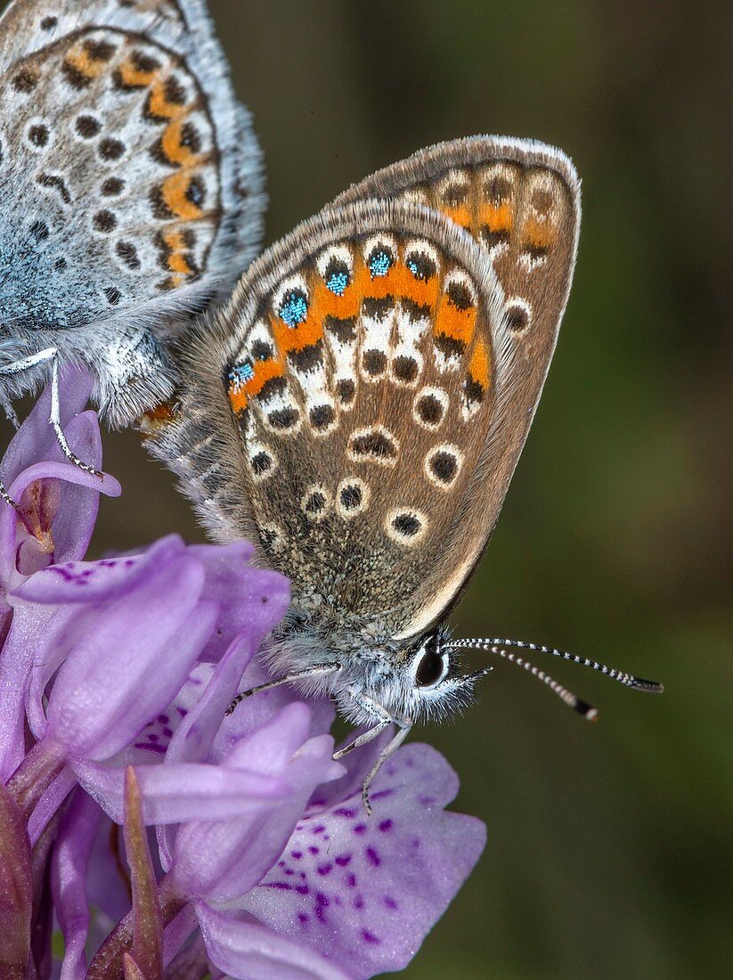 Mating pair of silver-studded blue butterflies