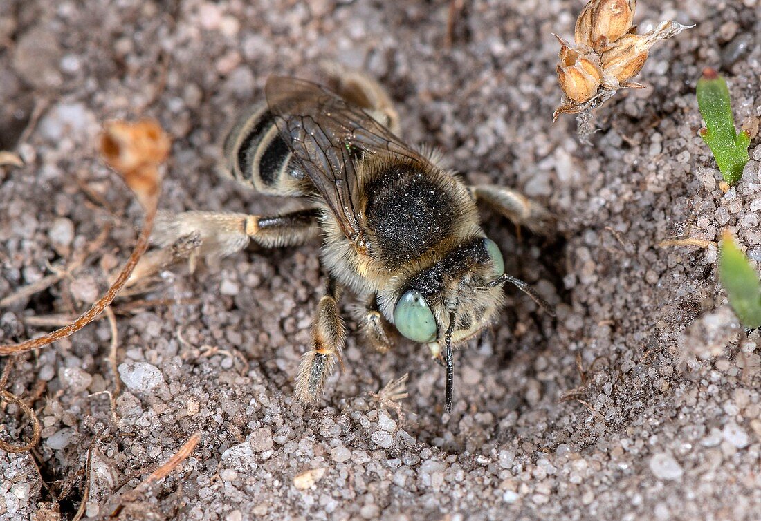 Female green-eyed flower bee