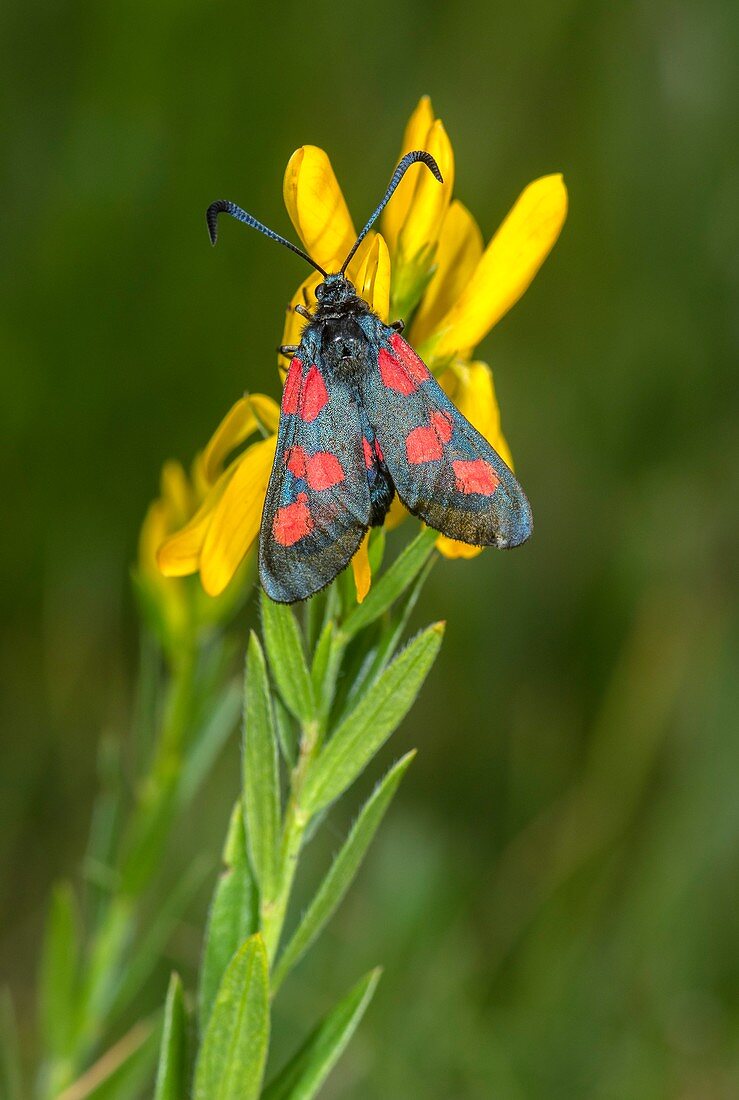 Five-spot burnet moth