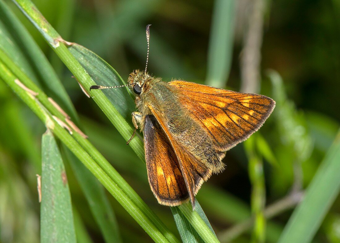 Female large skipper butterfly