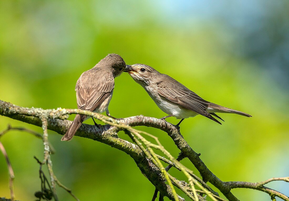 Male and female spotted flycatchers