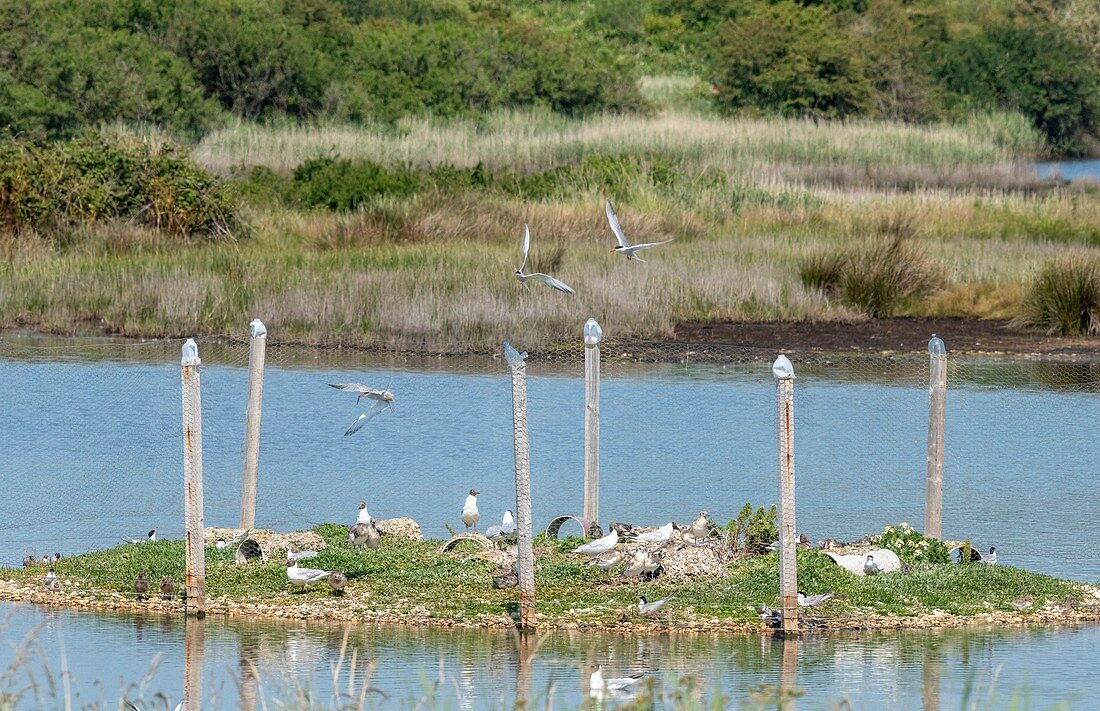 Common tern