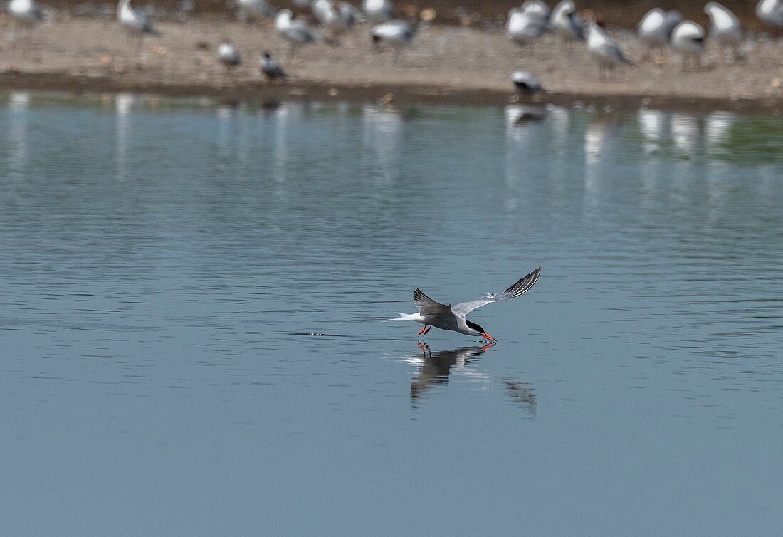 Common tern