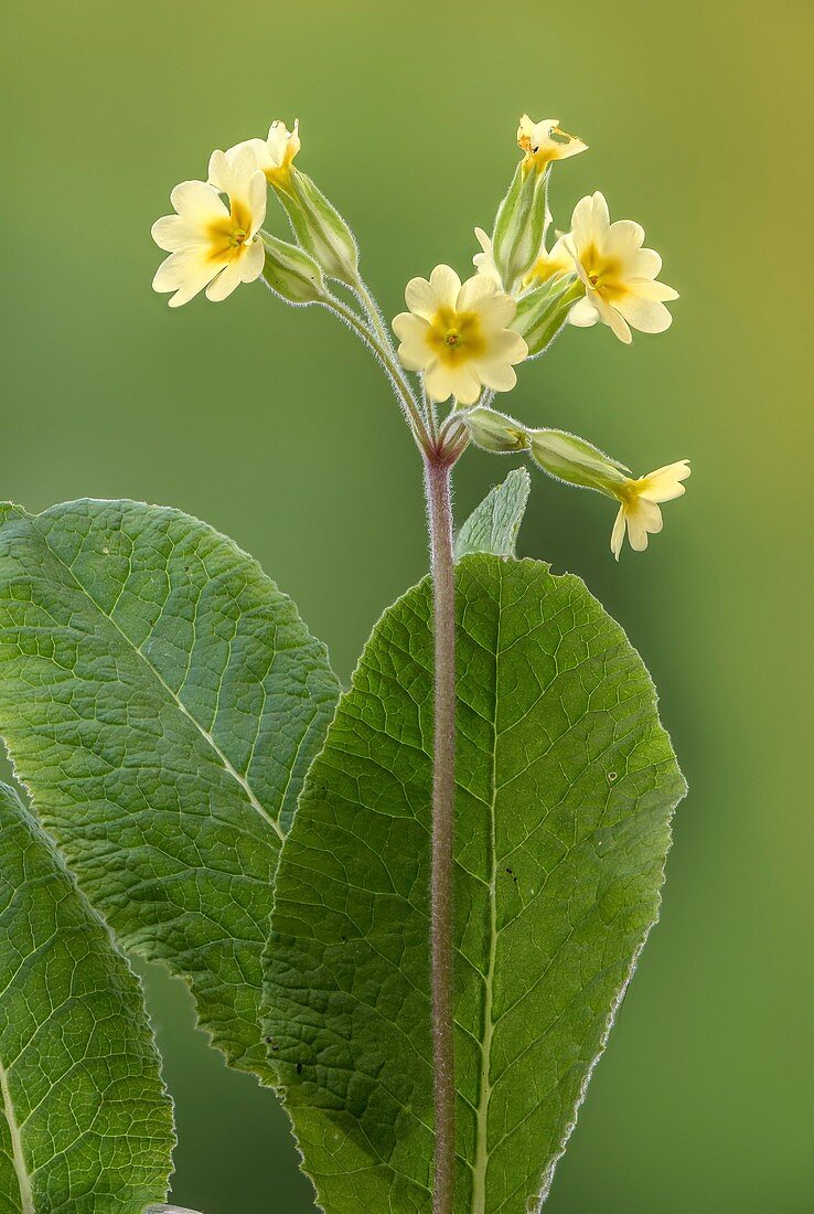 False oxlip ('Primula x polyantha')