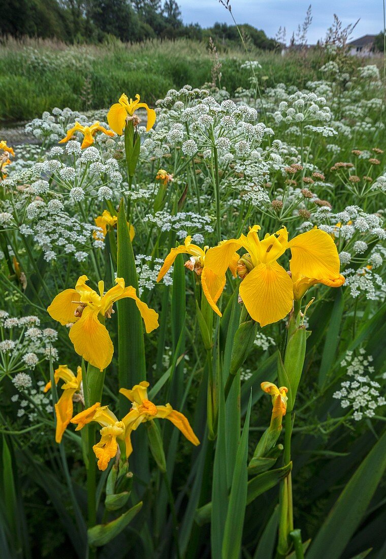 Yellow flag iris and hemlock water dropwort flowers