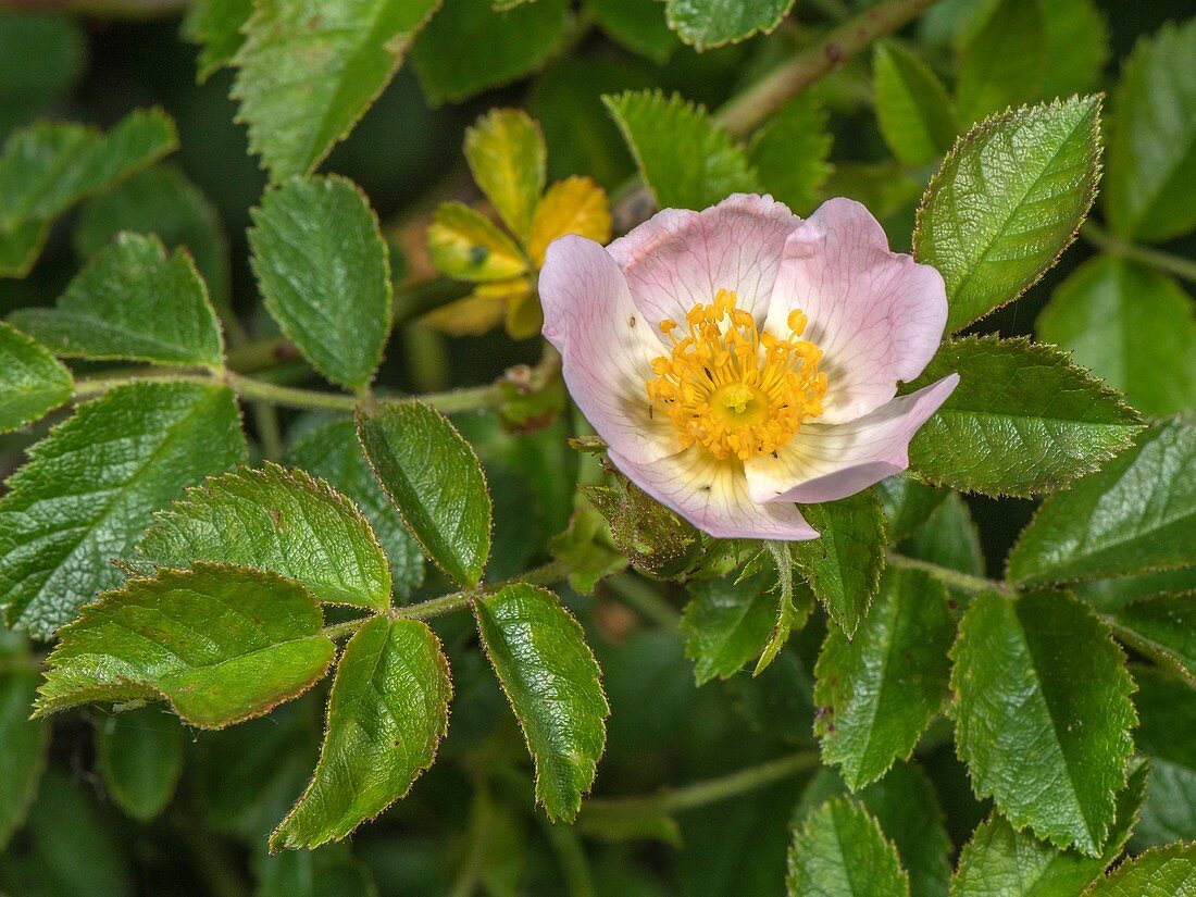 Small-flowered sweet-briar (Rosa micrantha)