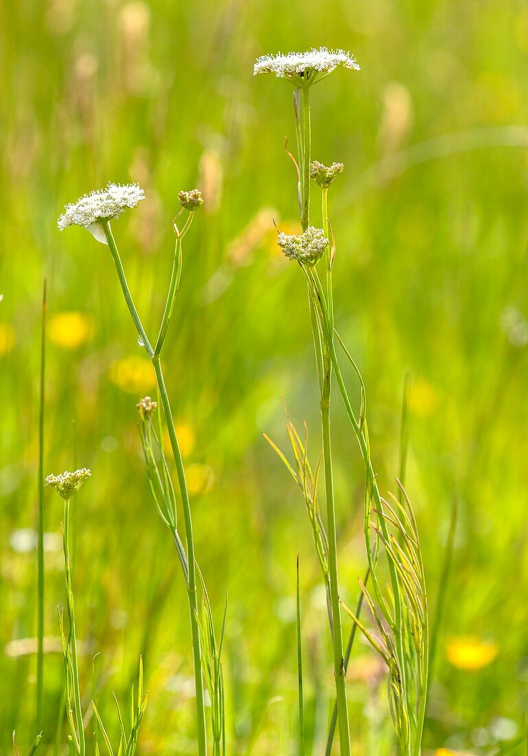 Corky-fruited water-dropwort (Oenanthe pimpinelloides)