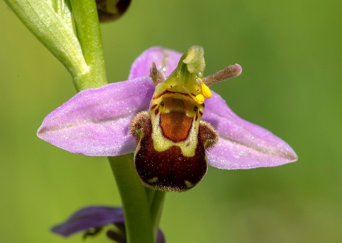 Bee orchid flowers (Ophrys apifera)