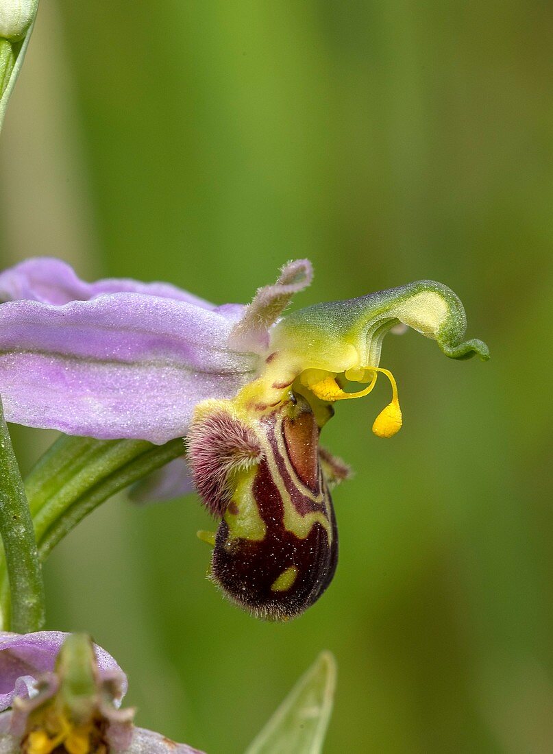 Bee orchid flowers (Ophrys apifera)