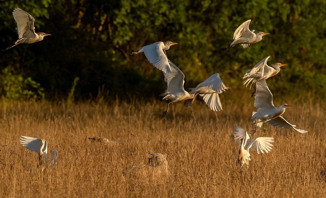 Cattle egret flock in flight