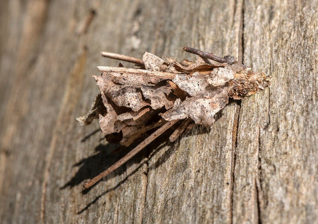 Bagworm moth on log