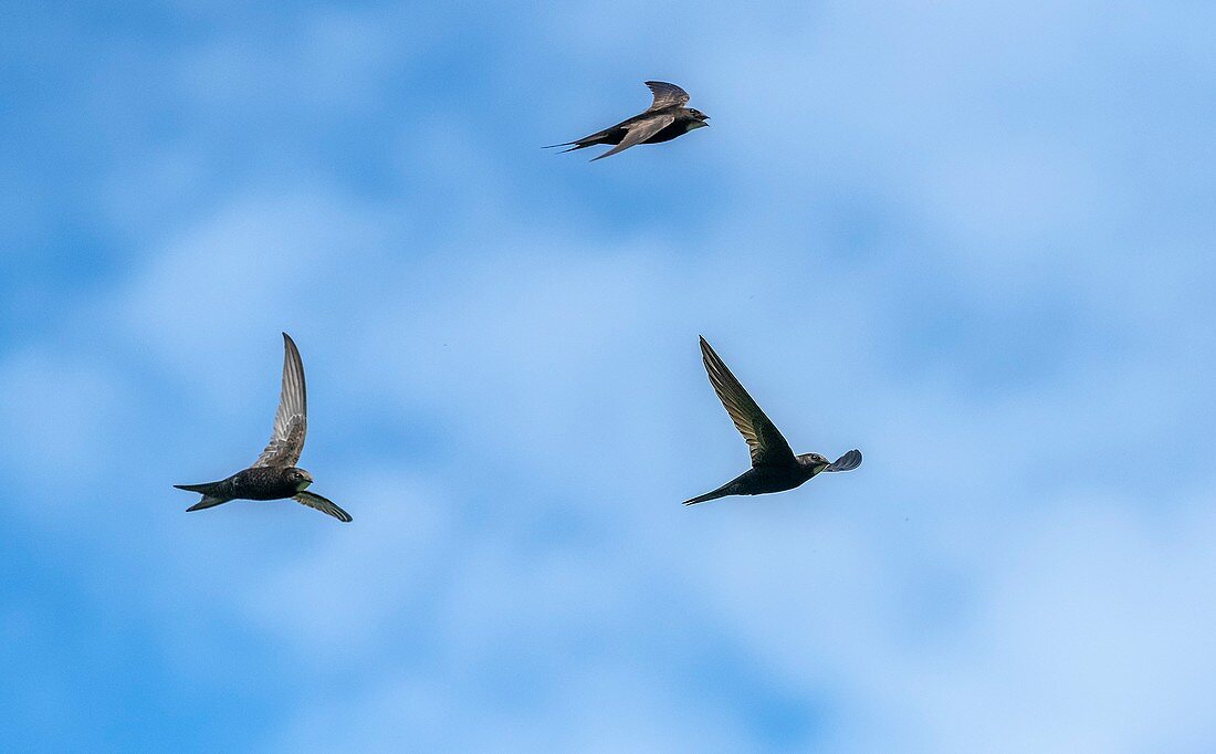 Swifts in flight