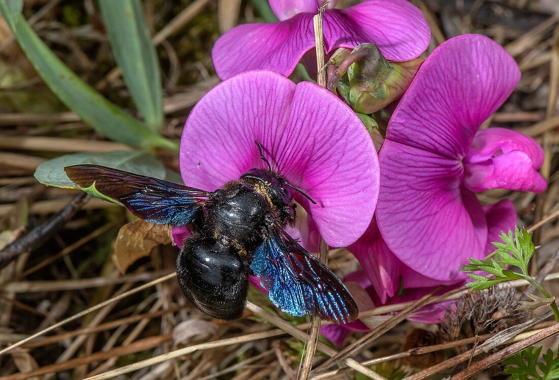 Female violet carpenter bee