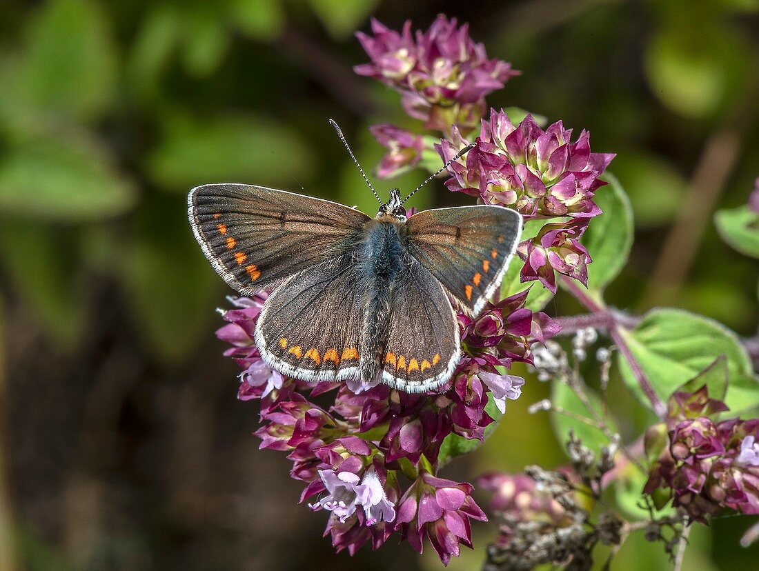 Male brown argus butterfly (Aricia agestis)