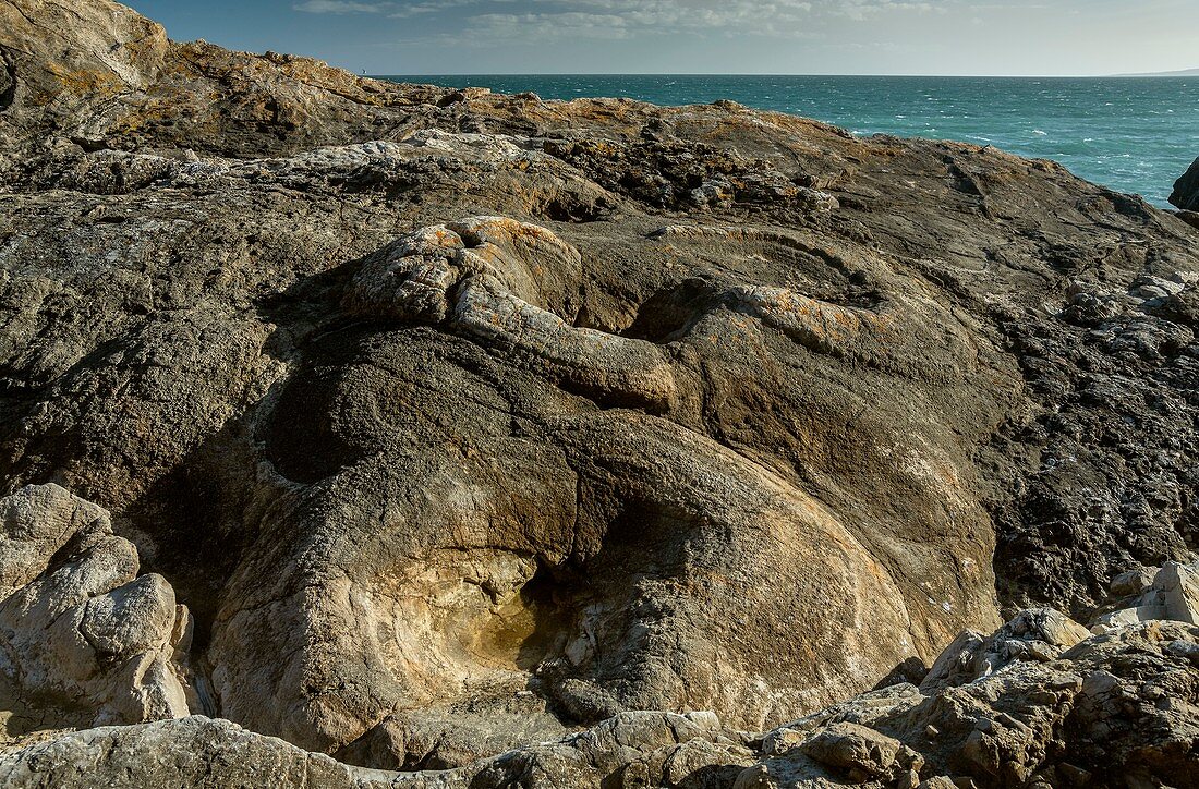 Fossil forest, Lulworth Cove, Dorset, UK