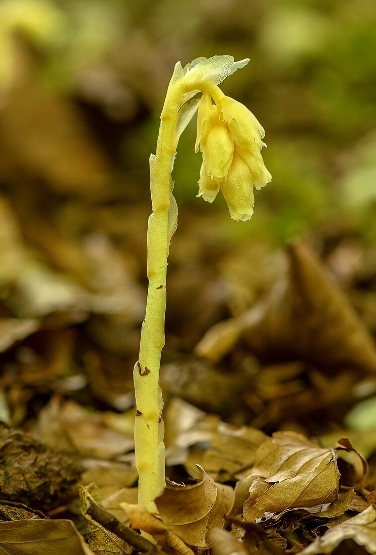 Yellow bird's-nest (Hypopitys monotropa)