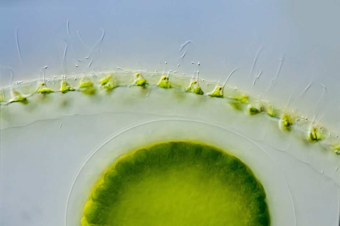 Volvox globator green alga colony, LM