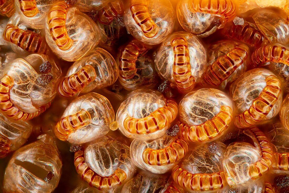 Fern sorus and spore cases, light micrograph